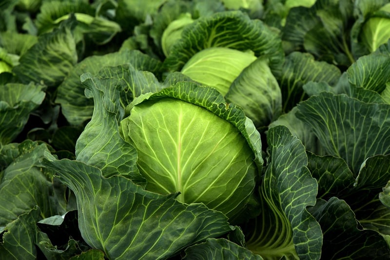 Spring Salad